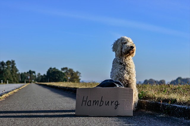 Hund aus dem Ausland kaufen