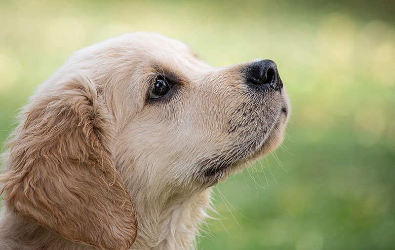 Hund kaufen Züchter Online oder Tierheim