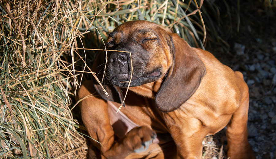 Juckreiz bei Hunden